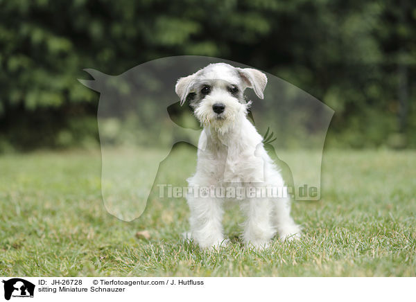 sitting Miniature Schnauzer / JH-26728