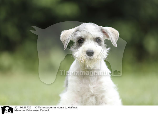 Miniature Schnauzer Portrait / JH-26729