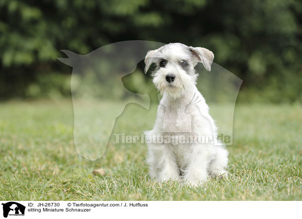sitting Miniature Schnauzer / JH-26730