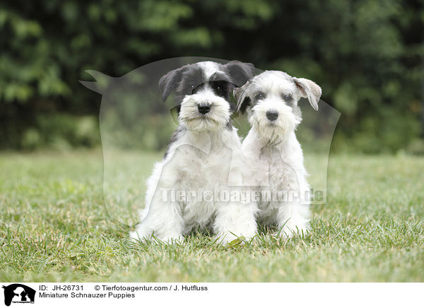 Miniature Schnauzer Puppies / JH-26731