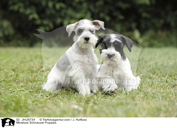Miniature Schnauzer Puppies / JH-26734