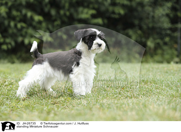 standing Miniature Schnauzer / JH-26735