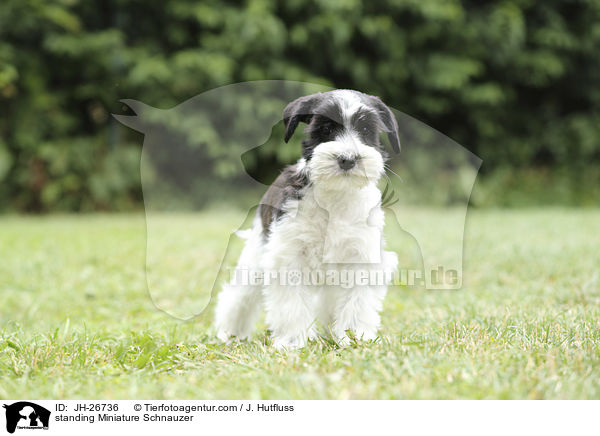 standing Miniature Schnauzer / JH-26736