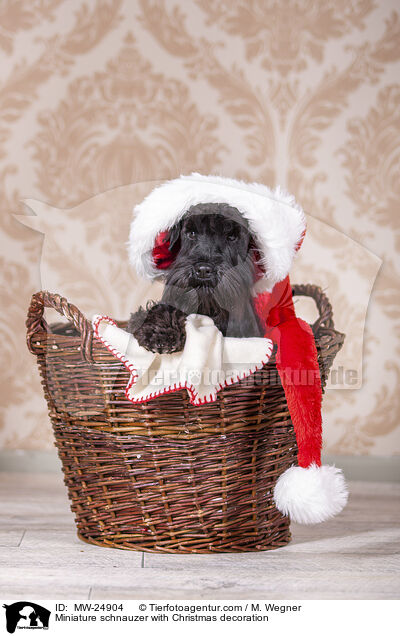 Zwergschnauzer mit Weihnaachtsdeko / Miniature schnauzer with Christmas decoration / MW-24904