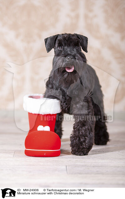 Zwergschnauzer mit Weihnaachtsdeko / Miniature schnauzer with Christmas decoration / MW-24906