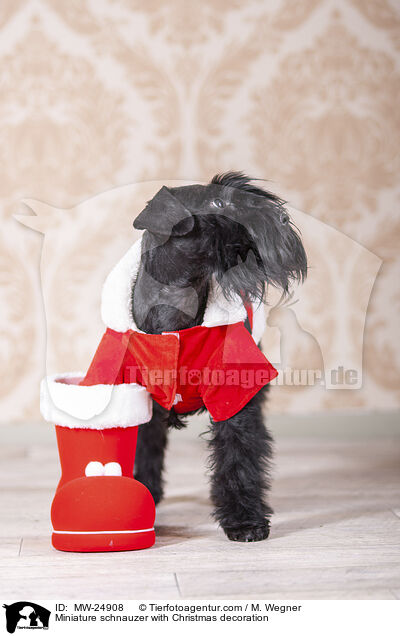 Zwergschnauzer mit Weihnaachtsdeko / Miniature schnauzer with Christmas decoration / MW-24908