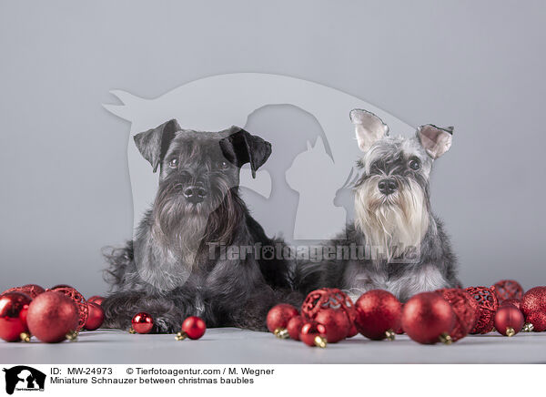 Zwergschnauzer zwischen Christbaumkugeln / Miniature Schnauzer between christmas baubles / MW-24973