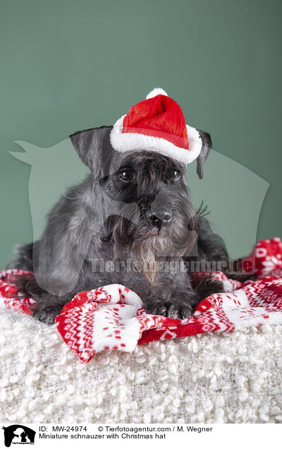 Zwergschnauzer mit Weihnachtsmtze / Miniature schnauzer with Christmas hat / MW-24974