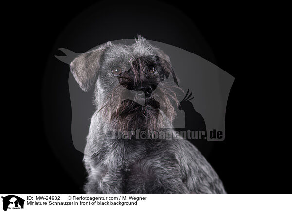 Zwergschnauzer vor schwarzem Hintergrund / Miniature Schnauzer in front of black background / MW-24982