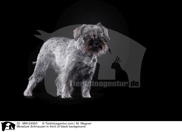 Zwergschnauzer vor schwarzem Hintergrund / Miniature Schnauzer in front of black background / MW-24993