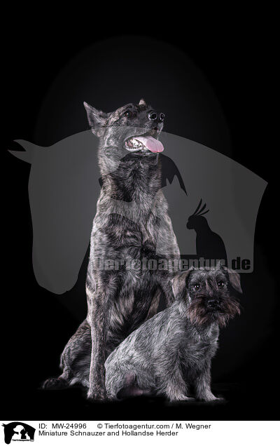 Miniature Schnauzer and Hollandse Herder / MW-24996