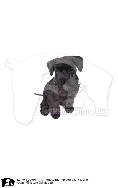 young Miniature Schnauzer / MW-25067