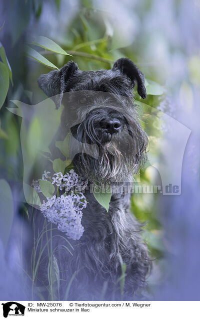 Miniature schnauzer in lilac / MW-25076