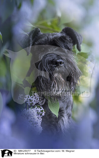 Miniature schnauzer in lilac / MW-25077