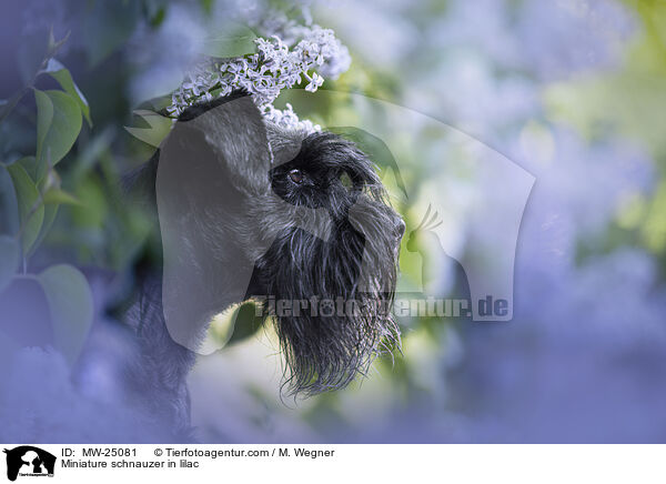 Zwergschnauzer im Flieder / Miniature schnauzer in lilac / MW-25081