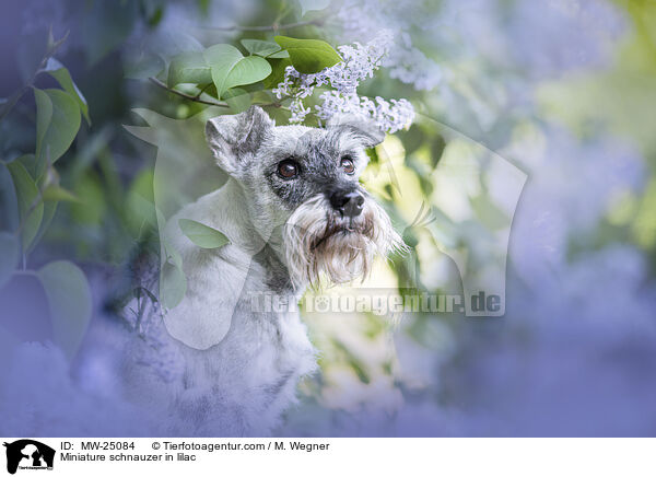Miniature schnauzer in lilac / MW-25084
