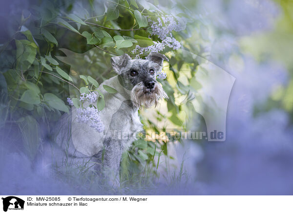 Miniature schnauzer in lilac / MW-25085