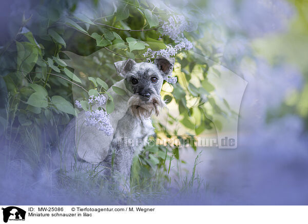 Zwergschnauzer im Flieder / Miniature schnauzer in lilac / MW-25086