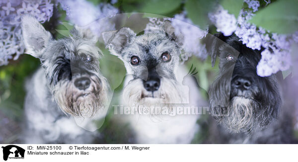 Miniature schnauzer in lilac / MW-25100