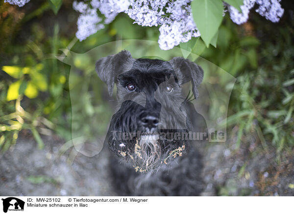 Zwergschnauzer im Flieder / Miniature schnauzer in lilac / MW-25102