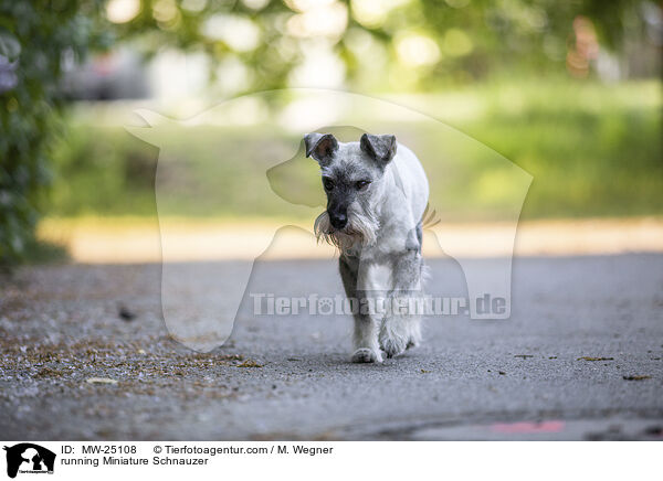 running Miniature Schnauzer / MW-25108