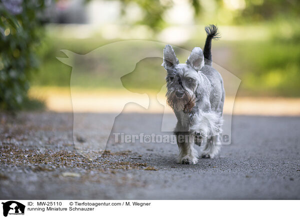 running Miniature Schnauzer / MW-25110
