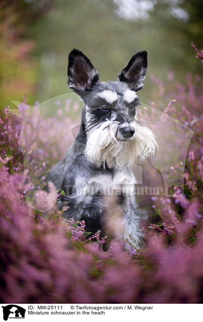 Miniature schnauzer in the heath / MW-25111