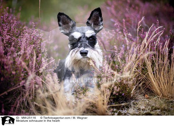 Zwergschnauzer in der Heide / Miniature schnauzer in the heath / MW-25116