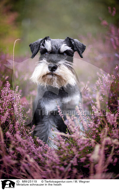 Miniature schnauzer in the heath / MW-25119