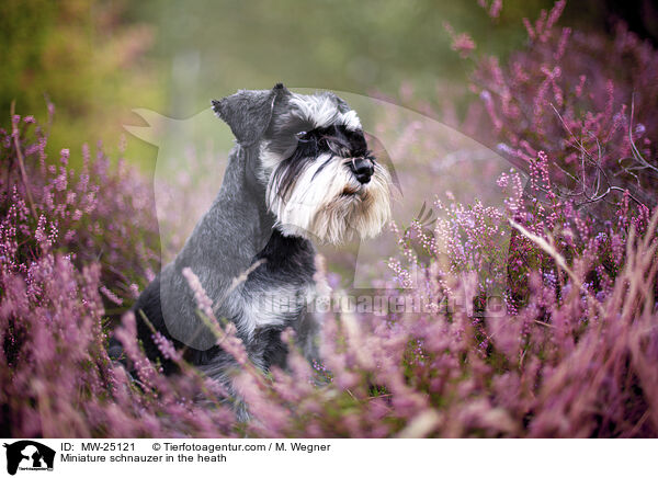 Zwergschnauzer in der Heide / Miniature schnauzer in the heath / MW-25121