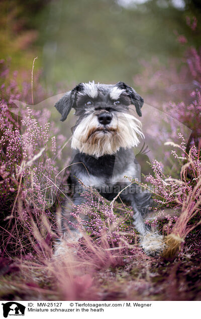 Miniature schnauzer in the heath / MW-25127