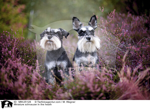 Miniature schnauzer in the heath / MW-25128