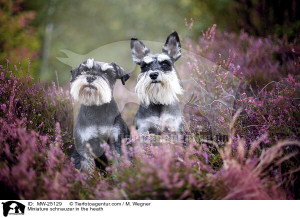 Miniature schnauzer in the heath / MW-25129