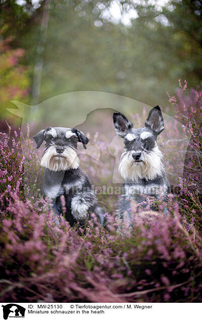 Miniature schnauzer in the heath / MW-25130