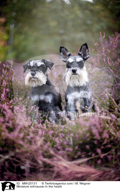 Miniature schnauzer in the heath / MW-25131