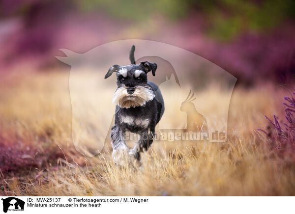 Miniature schnauzer in the heath / MW-25137