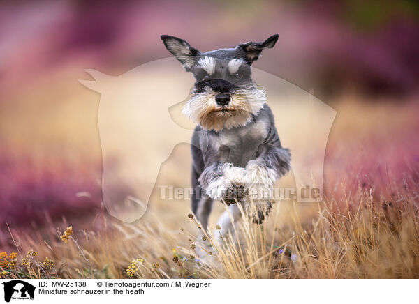 Miniature schnauzer in the heath / MW-25138