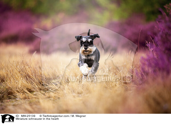 Miniature schnauzer in the heath / MW-25139