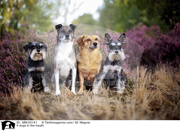 4 dogs in the heath / MW-25141
