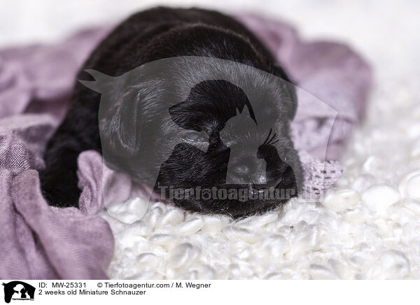2 weeks old Miniature Schnauzer / MW-25331