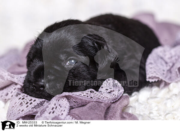 2 Wochen alter Zwergschnauzer Welpe / 2 weeks old Miniature Schnauzer / MW-25333