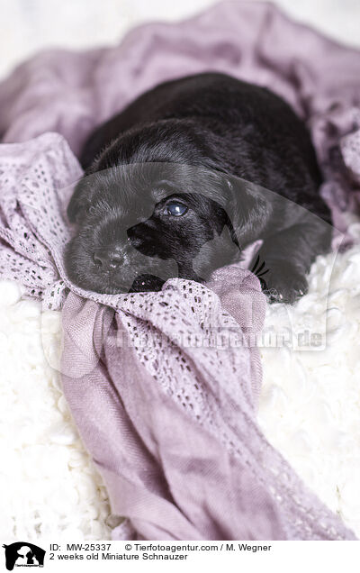 2 weeks old Miniature Schnauzer / MW-25337
