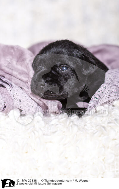 2 weeks old Miniature Schnauzer / MW-25338