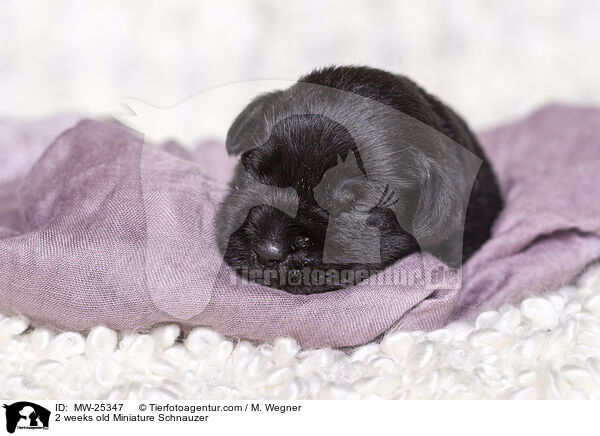 2 Wochen alter Zwergschnauzer Welpe / 2 weeks old Miniature Schnauzer / MW-25347