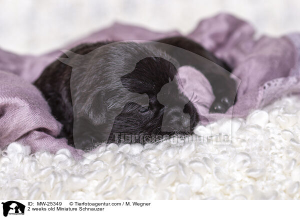 2 Wochen alter Zwergschnauzer Welpe / 2 weeks old Miniature Schnauzer / MW-25349