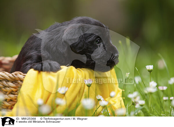 4 weeks old Miniature Schnauzer / MW-25368