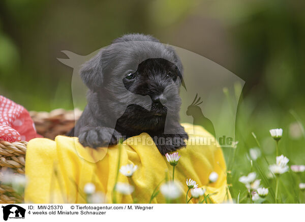 4 weeks old Miniature Schnauzer / MW-25370