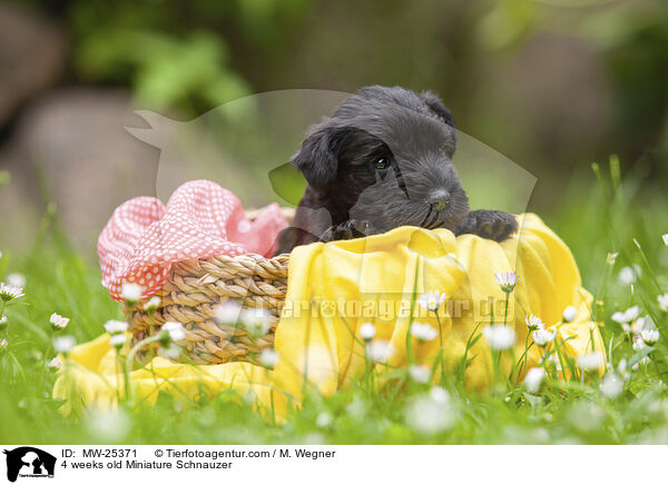 4 Wochen alter Zwergschnauzer Welpe / 4 weeks old Miniature Schnauzer / MW-25371