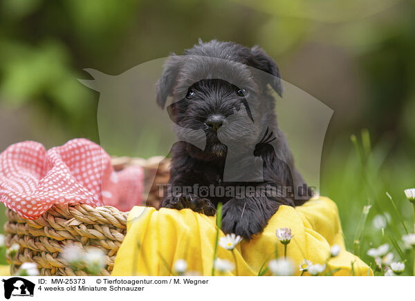 4 Wochen alter Zwergschnauzer Welpe / 4 weeks old Miniature Schnauzer / MW-25373