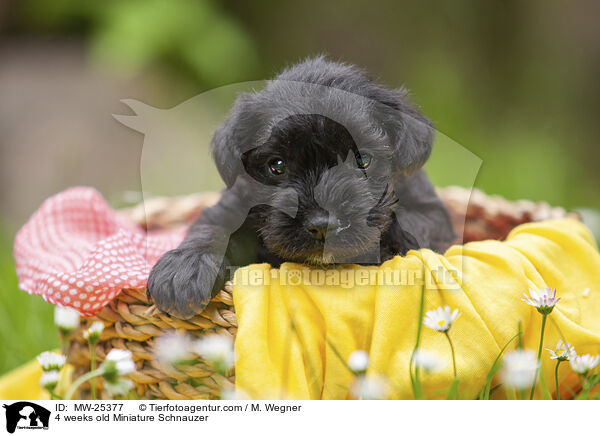 4 weeks old Miniature Schnauzer / MW-25377